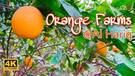 orange farm in riyadh
